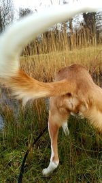 Close-up of dog on field