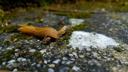 Close-up of a lizard