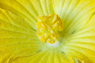 Full frame shot of yellow flowering plant