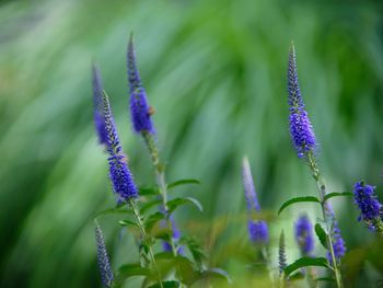 Veronica spicata