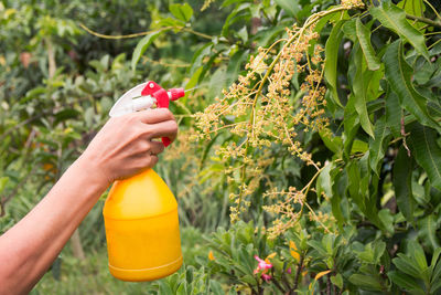 Cropped hand of man spraying water on plants