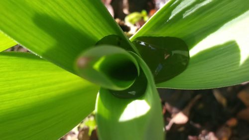 Close-up of fresh green leaves