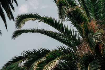 Low angle view of palm tree against sky