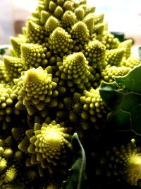 Close up of romanesco