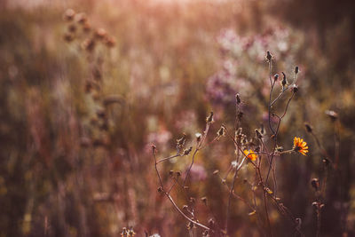 Autumn wild grass and flowers on a meadow