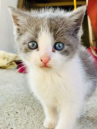 Close-up portrait of cat