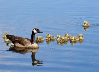 Duck swimming in lake