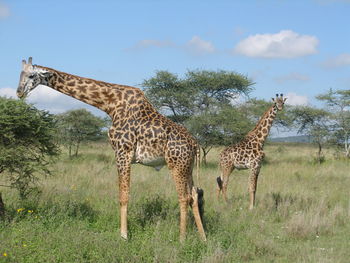 Giraffe grazing in field