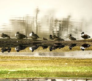 Birds perching on a lake