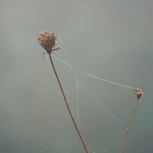 Low angle view of spider web on dry leaf