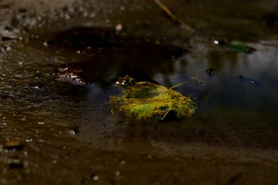 Reflection of trees in water
