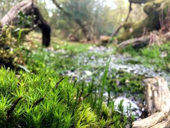 Plants growing on field in forest