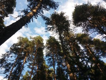 Low angle view of trees against sky