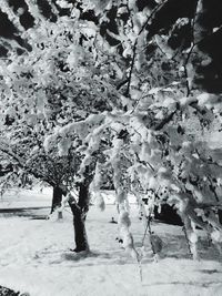 Trees in the dark