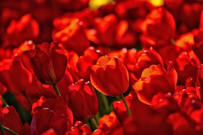 Close-up of red tulips