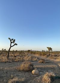 Trees on field against clear sky