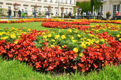 Close-up of fresh flowers blooming in field