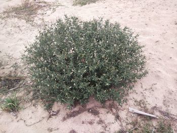 High angle view of flowering plant on field