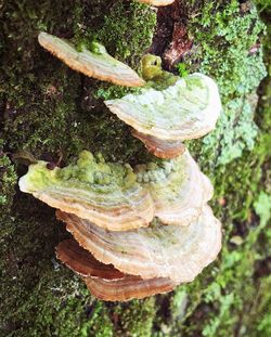 Close-up of tree trunk in forest