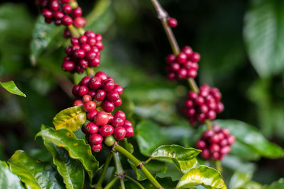 Close-up of berries growing on tree