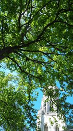 Low angle view of trees