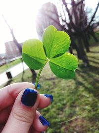 Cropped image of hand holding plant