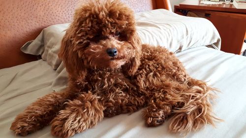 Portrait of dog relaxing on bed at home