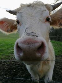 Close-up portrait of cow on field