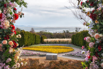 Cheonsaseom bonsai park main plaza view with various shrubs and flowers.  sinan, south korea