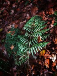 High angle view of leaves on field during autumn