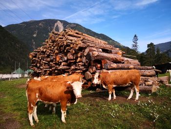 Cows on field against mountain