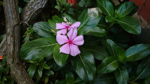 Close-up of pink flowers blooming outdoors