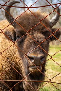 Close-up of deer