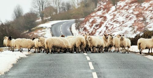 Flock of sheep on road during winter