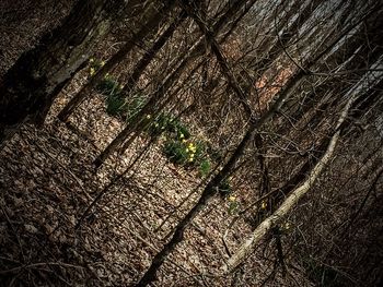 Trees in the dark