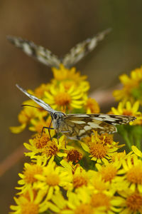 Butterfly on flower