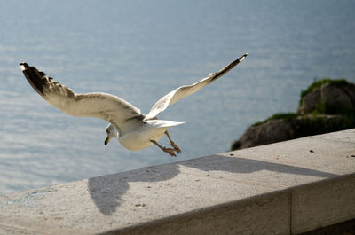 Close-up of seagull flying over water