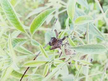 Close-up of fly on leaf