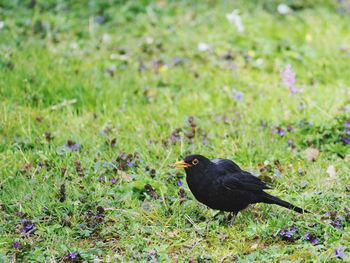 Bird perching on a field blackbird 