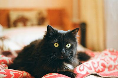 Close-up portrait of cat relaxing on bed at home