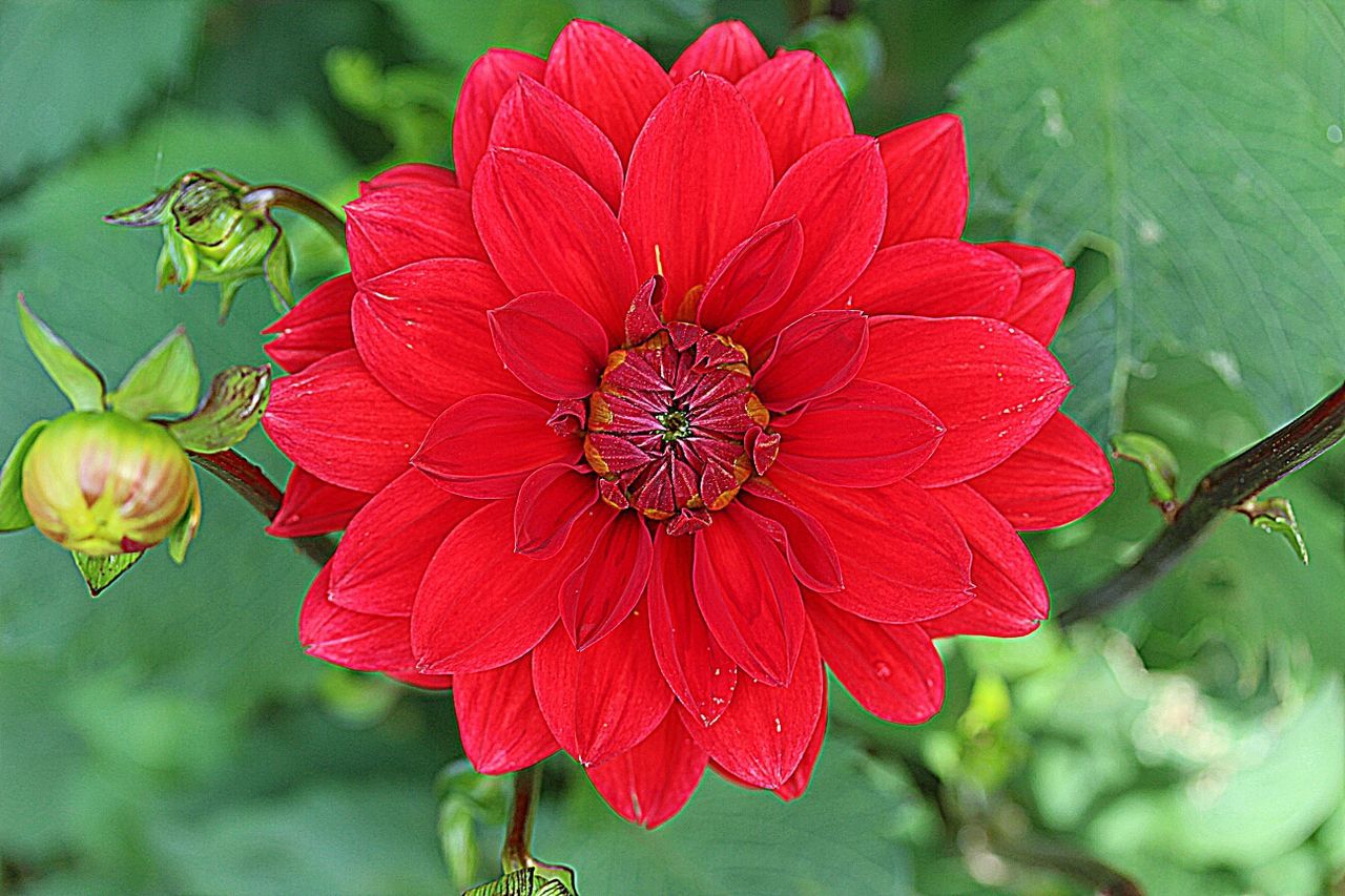 flower, petal, freshness, fragility, flower head, growth, close-up, red, beauty in nature, single flower, focus on foreground, blooming, plant, nature, drop, water, wet, in bloom, day, outdoors