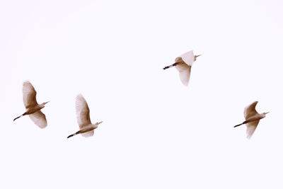 Birds flying over white background