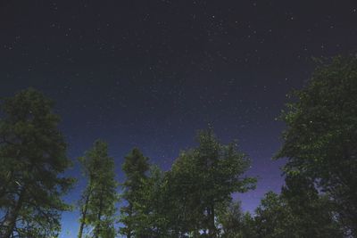 Low angle view of trees against star field