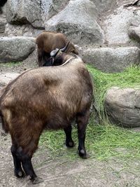 Horse standing on rock