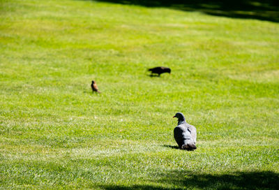 Bird in a field