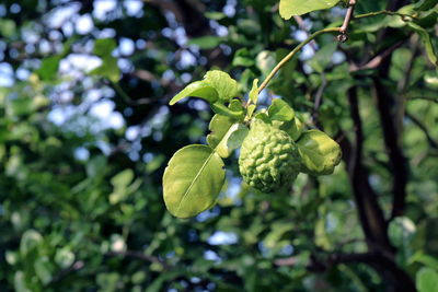 Close-up of berries growing on tree