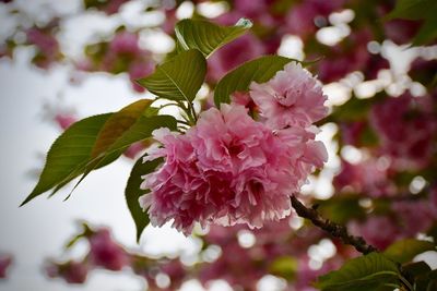 Close-up of pink cherry blossoms