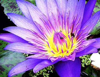 Close-up of bee pollinating on flower