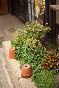 Potted plant in backyard