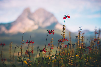 Close-up of red poppy flowers on field